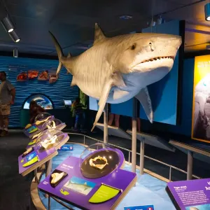 新英格蘭水族館