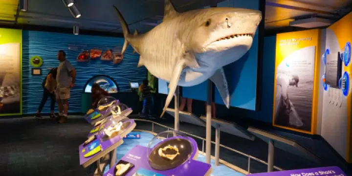 新英格蘭水族館