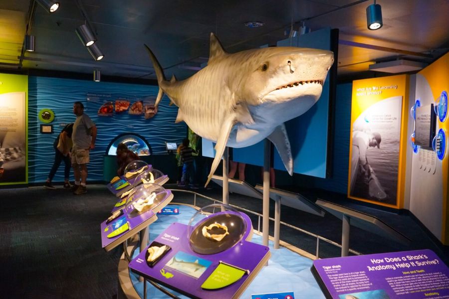 新英格蘭水族館
