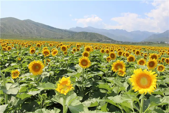 Hotels near Tiankai Flower Sea