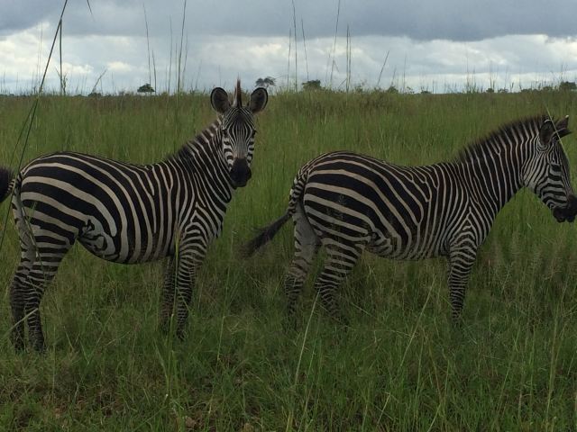 Mikumi National Park
