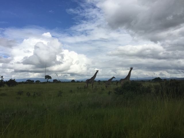 Mikumi National Park