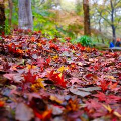 Nanjing Impressions User Photo