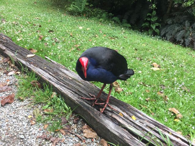 Kiwi Birdlife Park