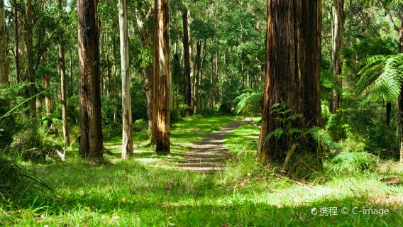 Dandenong Ranges National Park