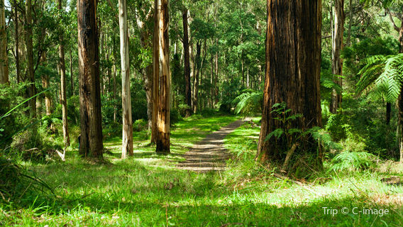 Dandenong Ranges National Park