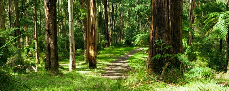 Dandenong Ranges National Park
