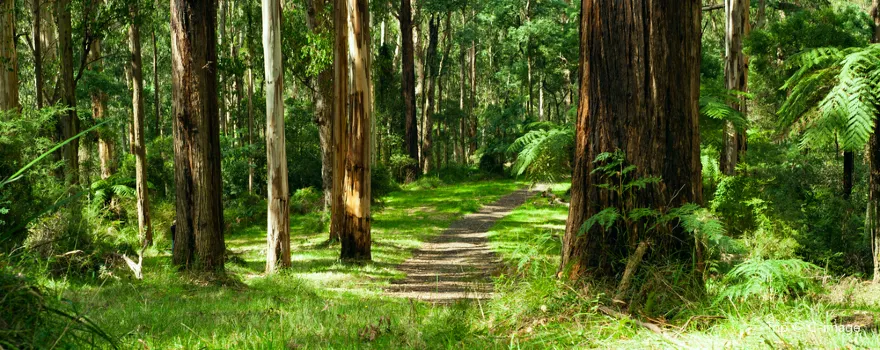 Dandenong Ranges National Park