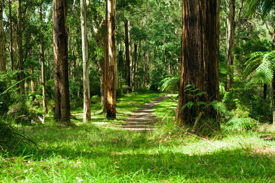 Dandenong Ranges National Park