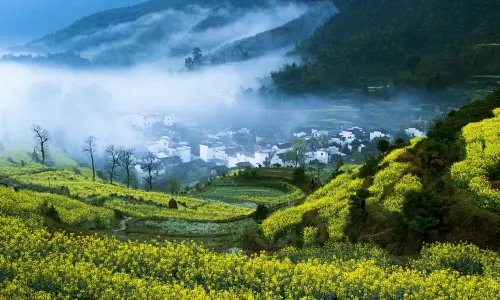 Rapeseed Flowers Viewing in Wuyuan