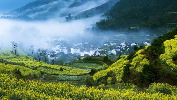 Rapeseed Flower Viewing in Wuyuan