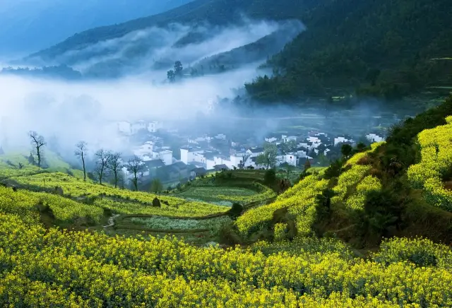 上饒賞油菜花
