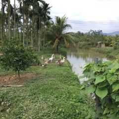 XINGLONG CHARACTERISTIC LEISURE FARM User Photo