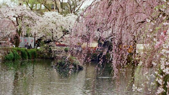 樱花季，三岛大社风景独好，吉野樱，垂枝樱相映成趣