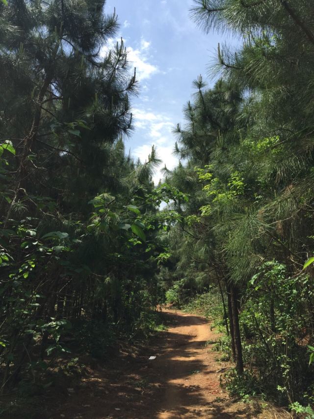 취쯔츠