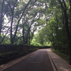 菌齐彩菇 User Photo