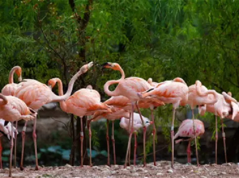 Zhengzhou Zoological Garden