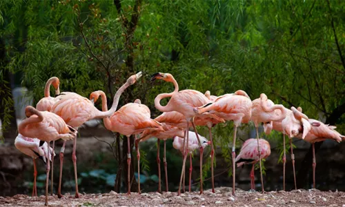 สวนสัตว์เมือง