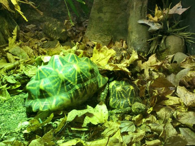 Taronga Zoo