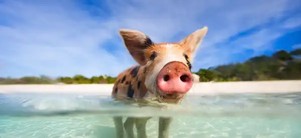 Hotels in Great Exuma Island