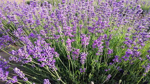 Yellow River Girl Lavender Garden