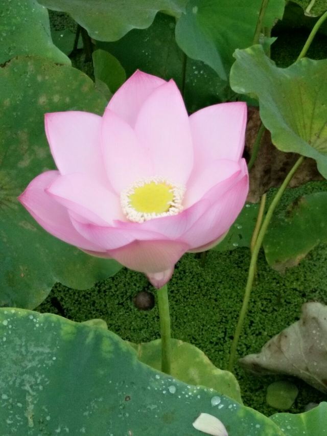 Lotus Expo Park Attractions Pingxiang Travel Review Travel Guide Trip Com