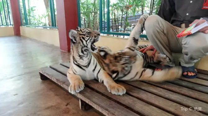5_清邁老虎園
