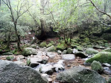 Yakushima
