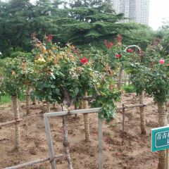咱家燉菜地張用戶圖片