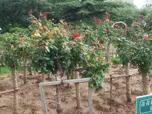 咱家燉菜地