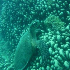 Verde Divers User Photo