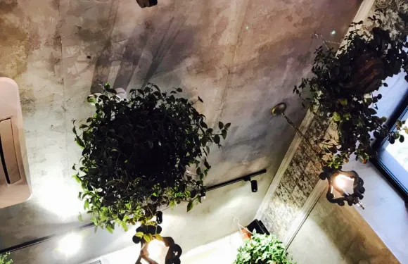 Botanica. Bakery. Bistro