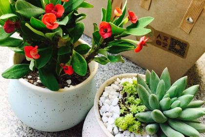 Pizza Hut (aotelaisi)