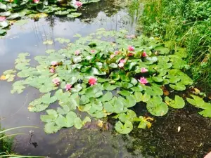 Cafe Seerose am NaturaGart Park