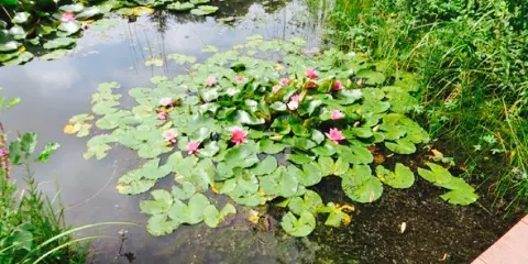 Cafe Seerose am NaturaGart Park