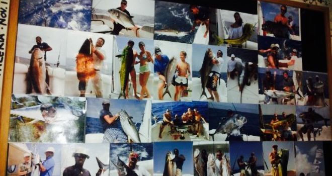 Blue Marlin