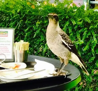 Montville Patisserie and Bakery