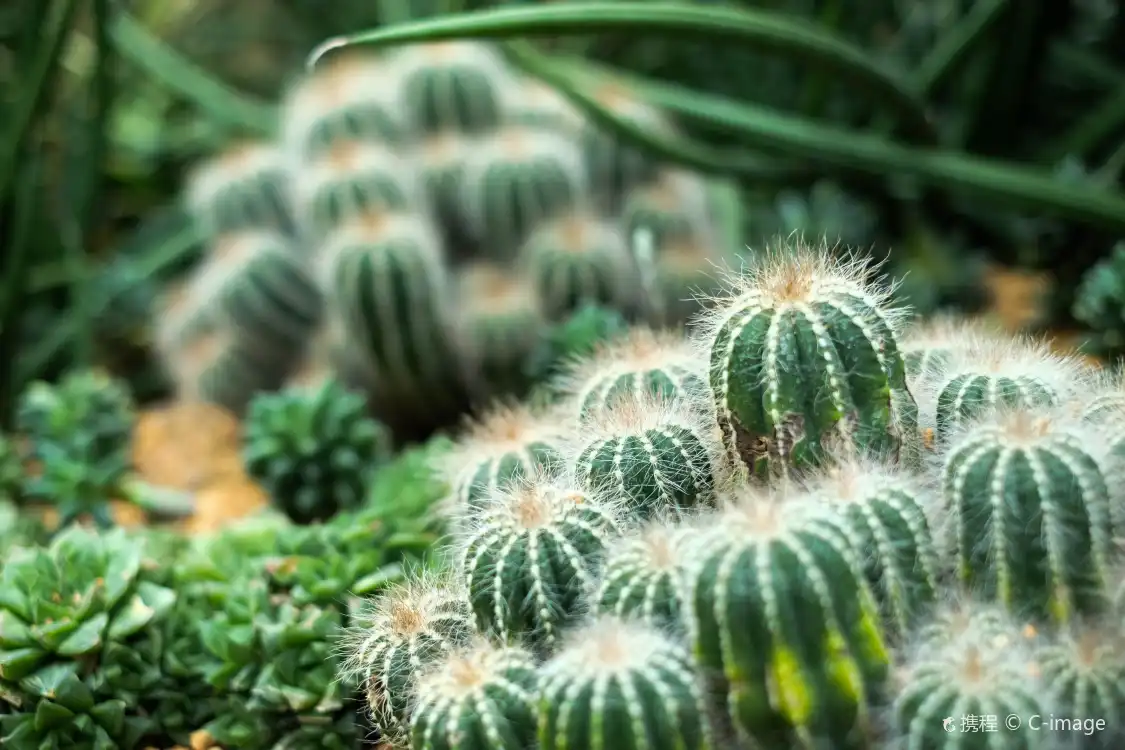 Hotels in der Nähe von Botanische Gärten von Singapur