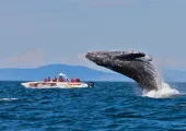 全球觀鯨指南 l 去哪裡邂逅「海洋巨人」？看這篇就對了！
