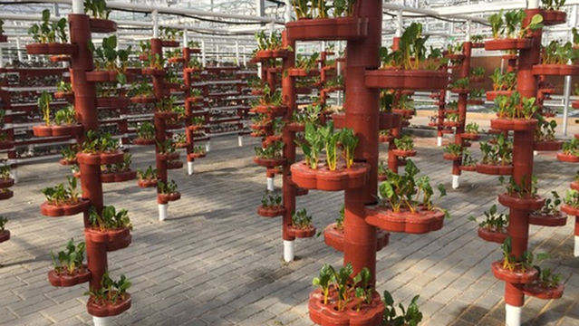 Xunwu Vegetable Theme Cultural Park