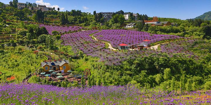 Sea of Flowers in North Guizhou