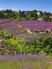 Sea of Flowers in North Guizhou