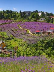 黔北花海