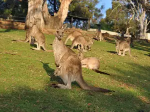 Bonorong Wildlife Sanctuary