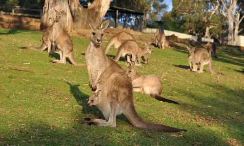 Bonorong Wildlife Sanctuary