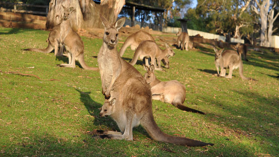 Bonorong Wildlife Sanctuary