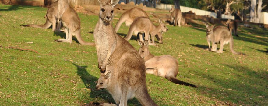 Bonorong Wildlife Sanctuary