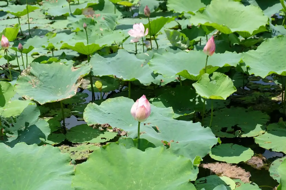 Hotels near Pufeng Ecological Park