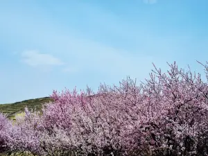固原の人気春旅におすすめ