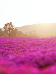 芝櫻小鎮